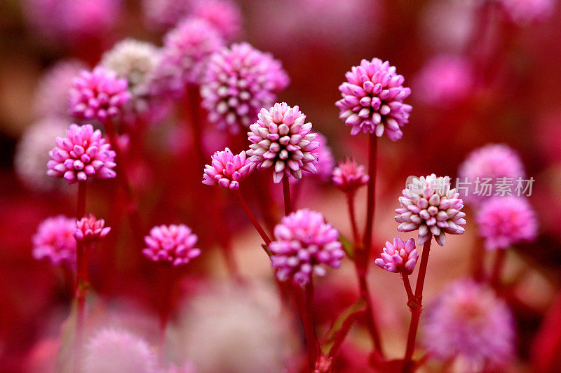 蒲桃/粉红Knotweed / Smartweed Flower